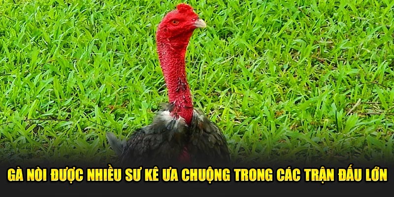 Gà nòi được nhiều người ưa chuộng ở các trận đấu lớn