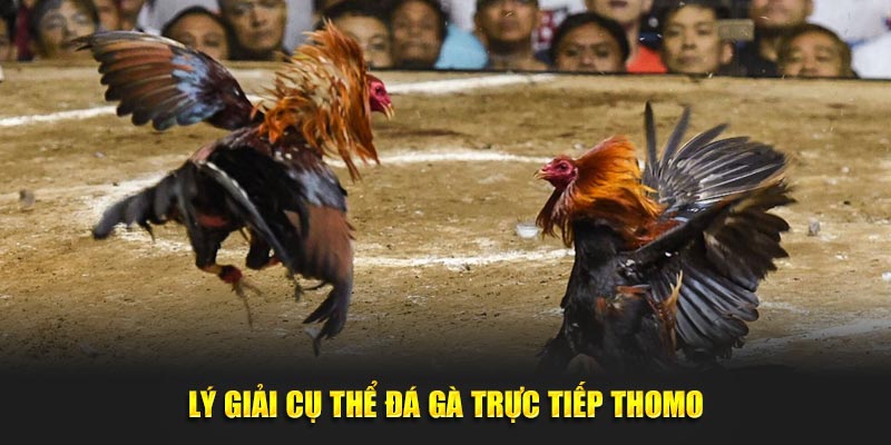 Lý giải cụ thể đá gà trực tiếp Thomo