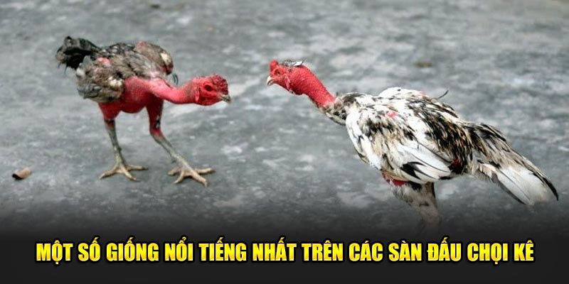 Một số giống gà nòi nổi tiếng nhất trên các sàn đấu chọi kê