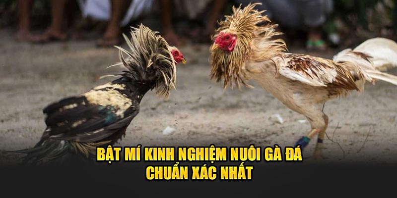 Bật mí kinh nghiệm nuôi gà đá chuẩn xác nhất