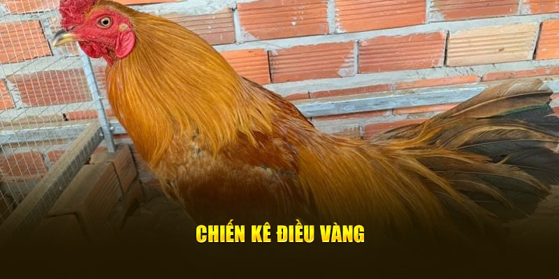 Chiến kê điều vàng