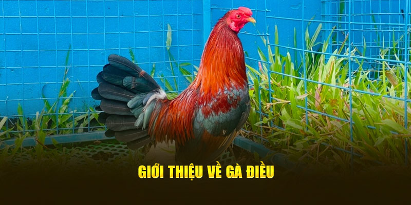 Giới thiệu về Gà điều