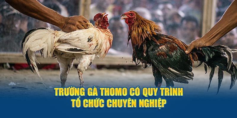 Quy trình tổ chức của daga88 luôn được giám sát chặt chẽ và rõ ràng