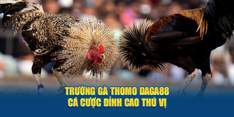 trường gà thomo tại daga88