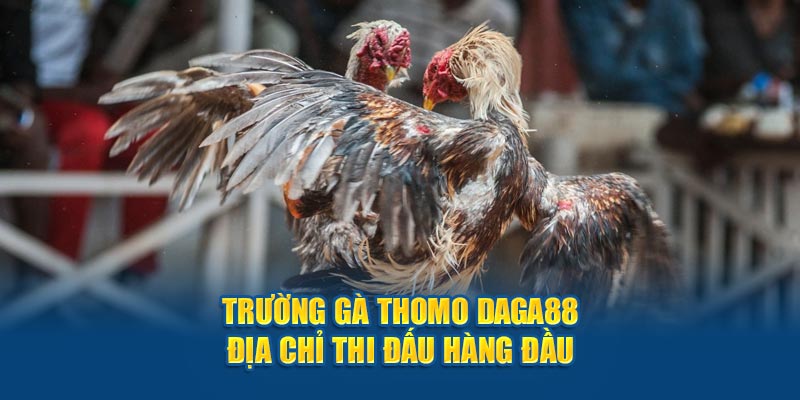 Trường gà thomo DAGA88 địa chỉ thi đấu đỉnh cao