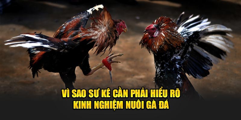 Vì sao sư kê cần phải hiểu rõ kinh nghiệm nuôi gà đá